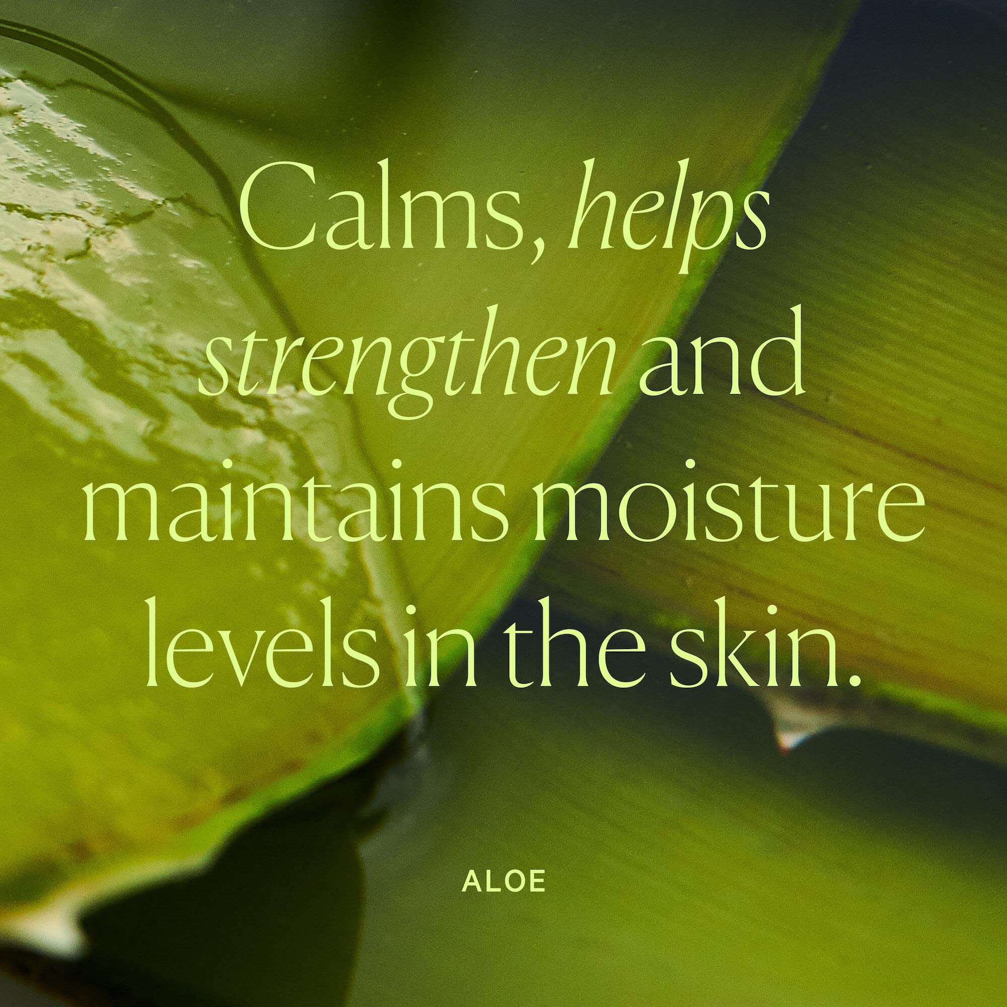 Well People Dewy Juice Hydrating Aloe Essence, Juicy, Hydrating Toner for Refreshing & Soothing Skin, Made with Rose Water, Vegan & Cruelty-Free - Image 8